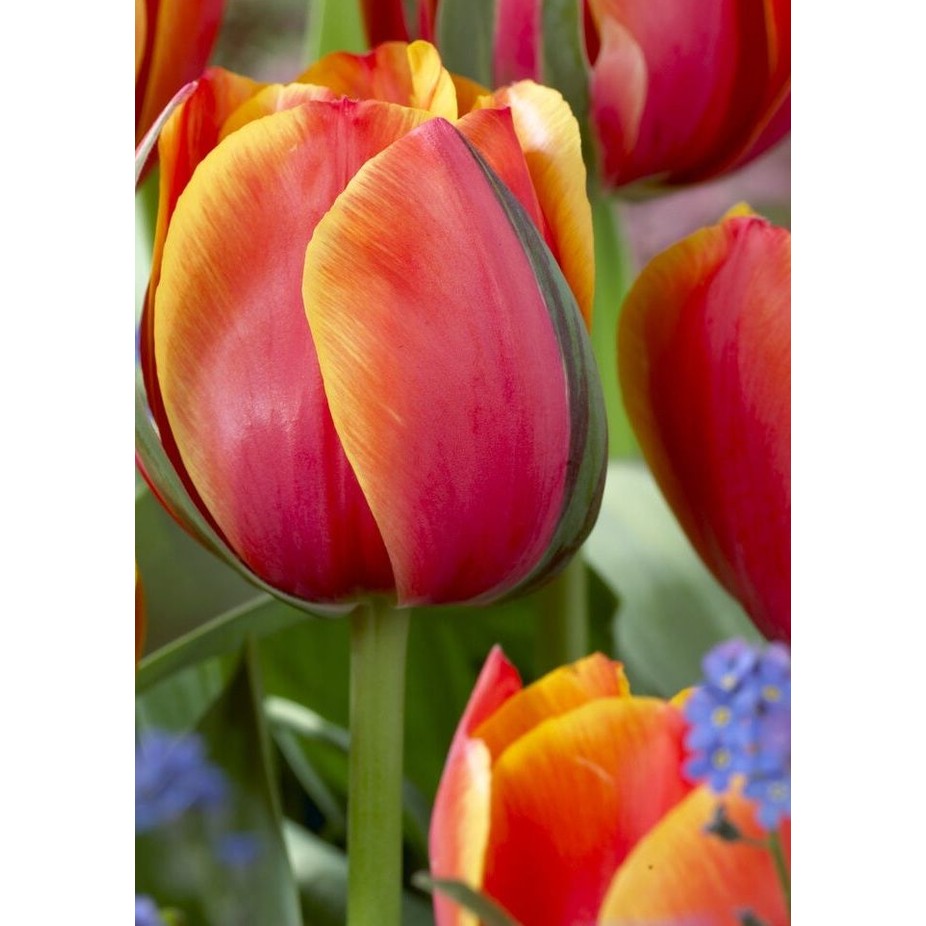Tulpan 'Queensday' (NEW) 7-pack